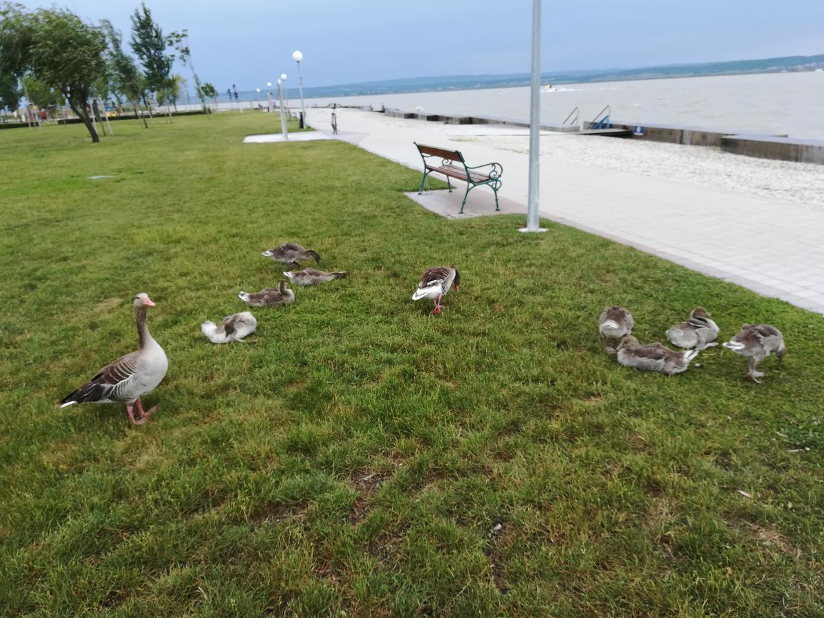 Apartment Feldsee *